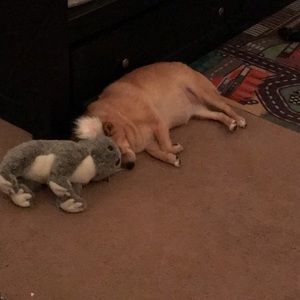 Meet your Posher, Shauna